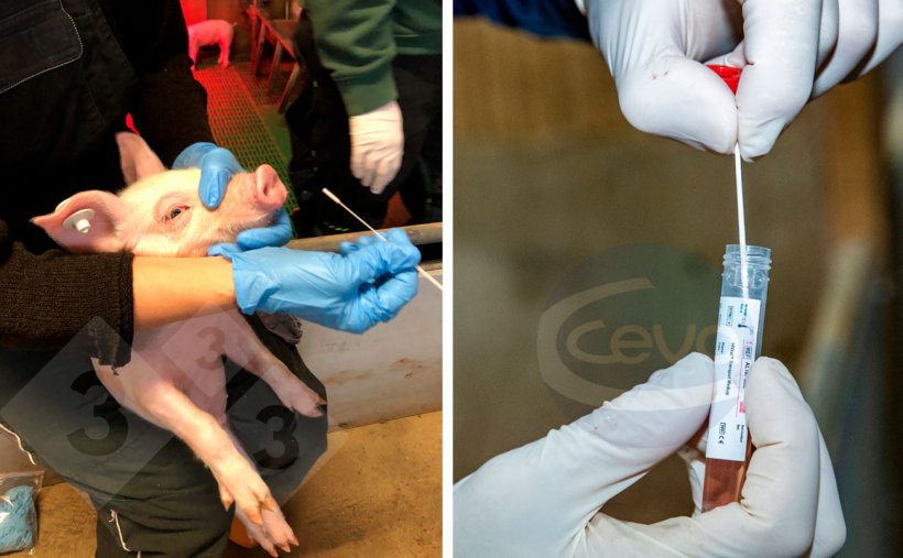 Picture 1: Piglet sampled by nasal swab (left). Nasal swab in virus protective medium (right).
