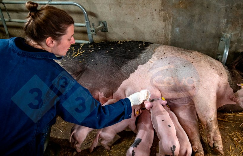 Picture 2: Udder wipe sampling.