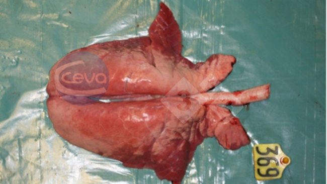 Picture 1. Pig lung after experimental influenza A infection.