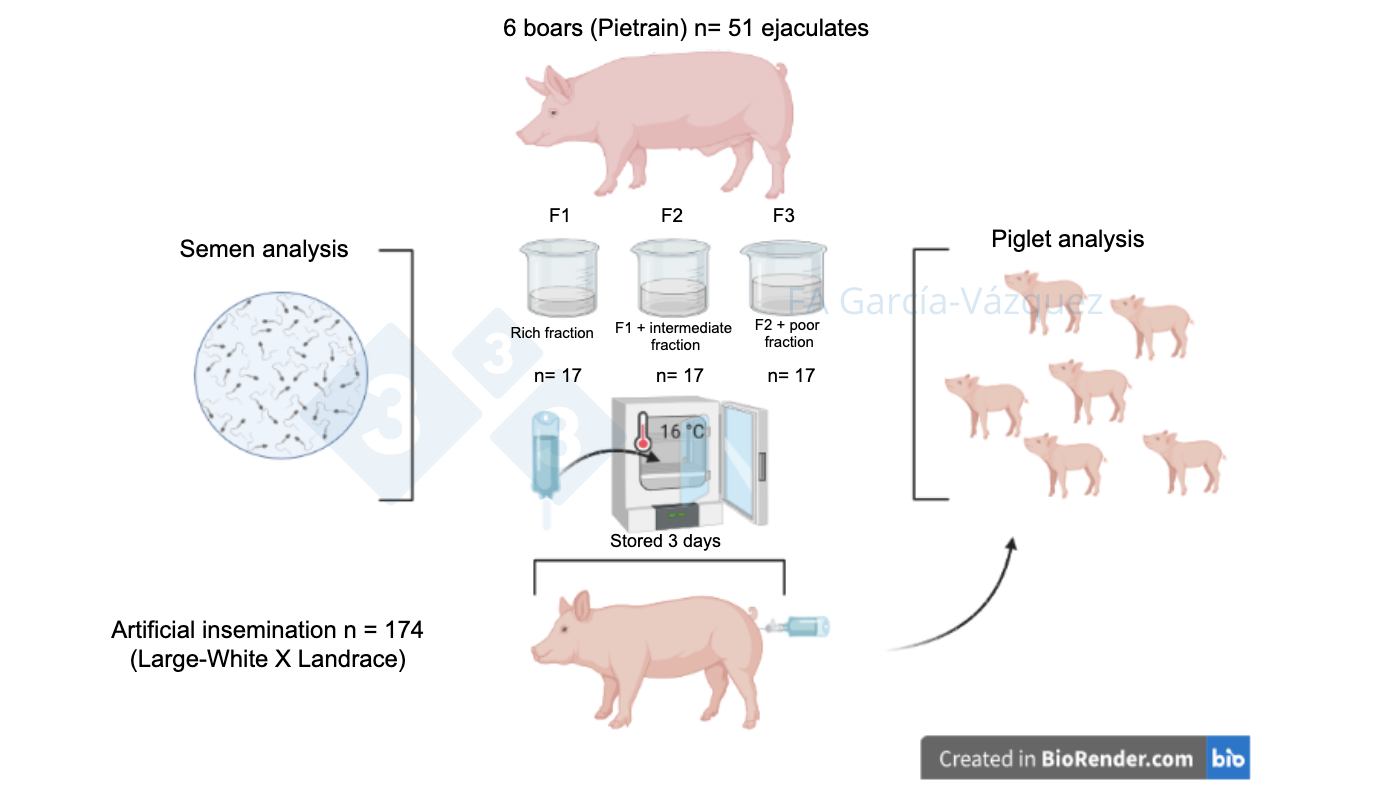 What fractions of the ejaculate are used for AI doses in pigs ...