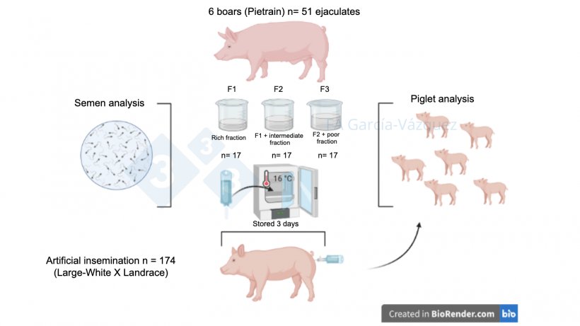 Figure 1. Graphical summary of the study.
