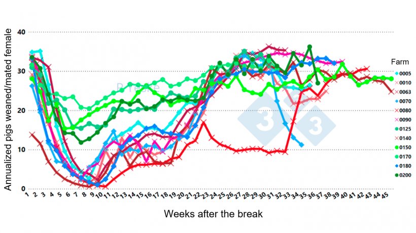 Figure 2.&nbsp;Shows changes in annualized pigs weaned/mated female over time following PRRSv (1-4-4 L1C variant outbreak on 12 different farms, demonstrating the dip in productivity taking up to 30 weeks to recover).
