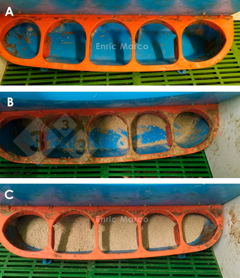 Photo 3. Nursery pig feeder according to its opening: A- Too closed. B- Correct regulation. C- Too open.
