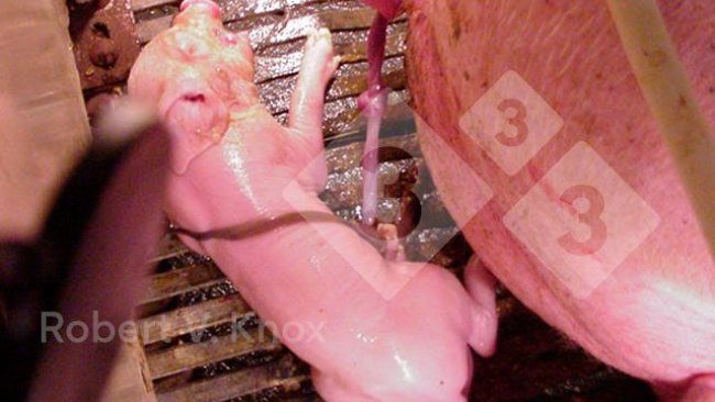 Image 5. Piglets with the umbilical still attached.