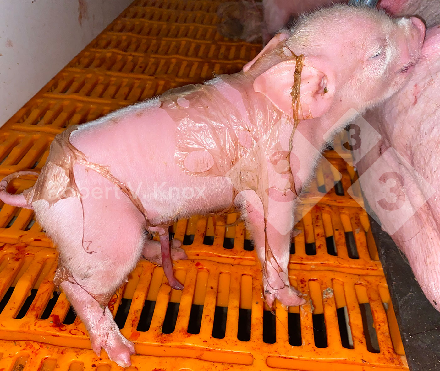 how many tasks do i need to do to age up a new born pig to fully grown