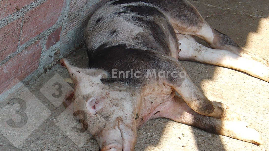 Photo 1. Pig that died of pneumonia caused by Actinobacillus pleuropneumoniae.
