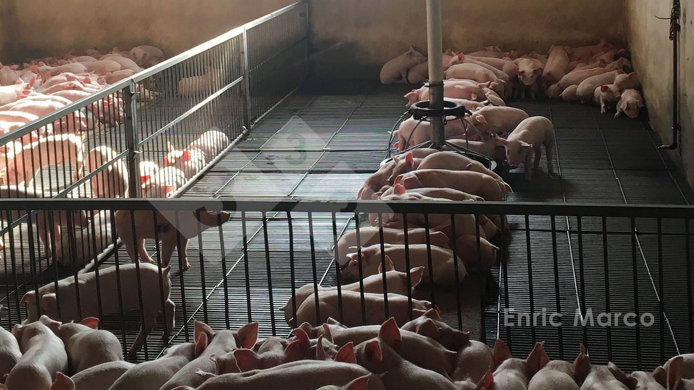 Photo 1. Cold piglets.
