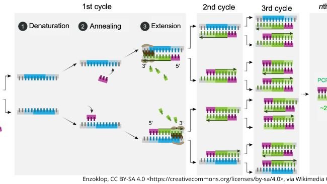 Schematic mechanism of PCR. Source: Enzoklop, http://creativecommons.org/licenses/by-sa/4.0