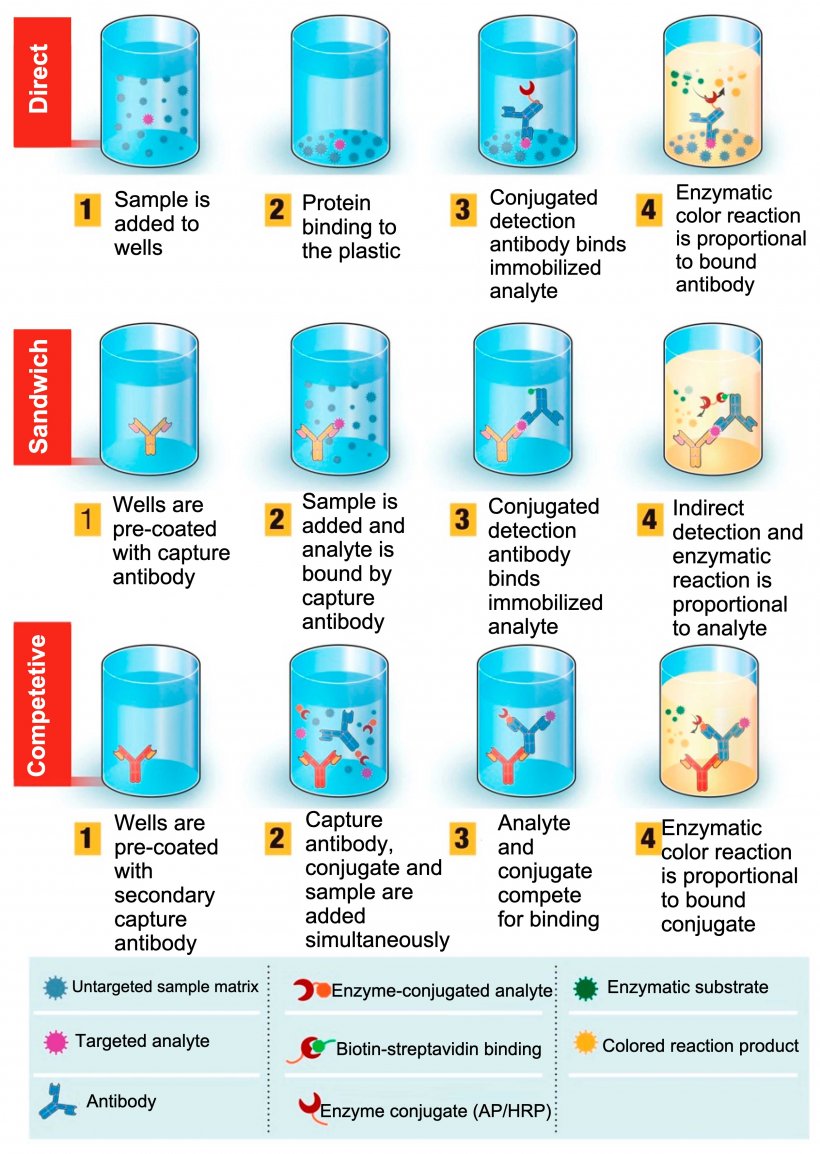 Figure 1. Overview of enzyme-linked immunosorbent assay (ELISA)-based diagnostic test. ELISA can be presented in different formats based on differences in antigen immobilization and antibody labeling. In direct ELISA, virus antigen(s) bound to a plastic solid phase is detected by the addition of a conjugated antibody. In sandwich ELISA, the capture antibody is attached to the plastic solid phase. Antigen(s) in the sample will bind to the capture antibody and then be detected by a second enzyme-labeled antibody. In competitive ELISA, sample virus&nbsp;antigen is preincubated with the primary antibody and then added to a well coated with a secondary antibody along with an enzyme-conjugated antigen that competes with the sample antigen for binding with the primary antibody. The more virus&nbsp;antigen in the sample, the less conjugated antigen will be bound and the lower the signal will be. Source: Adapted from Ghaffari et al. 2020.
