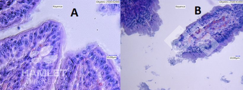 Figure 2. Electron microscopy of the gut mucus layer of piglets fed A: with enzymatically processed soybean to reduce antinutritional factor&nbsp;content (ESBM) (left) and B with conventional soybean meal. Clear damage is visible in picture B. Pictures copyright of Hamlet Protein.
