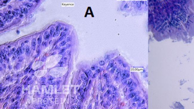 Figure 2. Electron microscopy of the gut mucus layer of piglets fed A: with enzymatically processed soybean to reduce antinutritional factor&nbsp;content (ESBM) (left) and B with conventional soybean meal. Clear damage is visible in picture B. Pictures copyright of Hamlet Protein.
