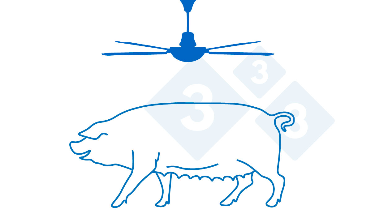 Heat stress affects the sows' reproductive cycle - Articles - pig333