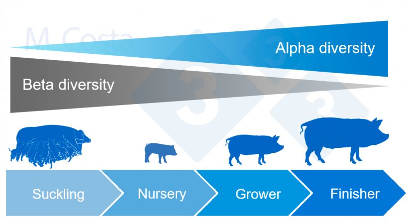 Figure 4. Dynamics of alpha and beta diversity during the lifetime of a pig.