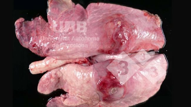 Figure 1. Fibrinous-necrotizing pleuropneumonia compatible with App. Source: UAB.