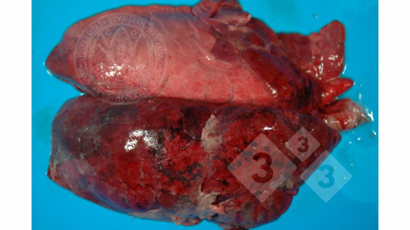 Figure 2. Pleuropneumonia compatible with App&nbsp;Source: Francisco Jos&eacute; Pallar&eacute;s, University of Murcia.
