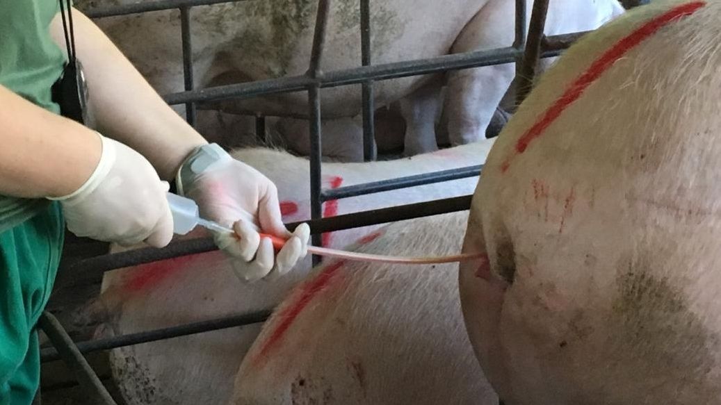 Artificial insemination
