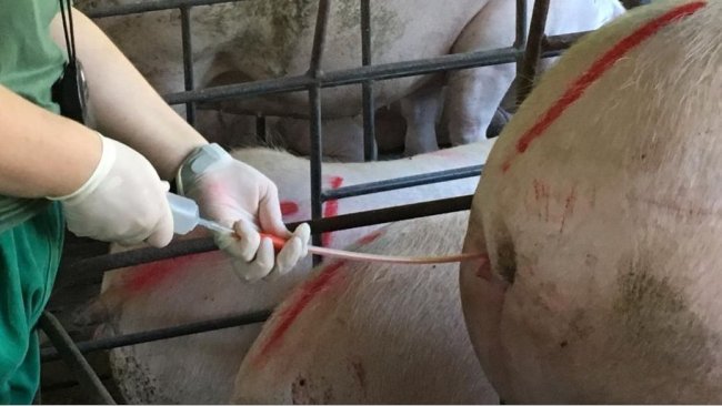 Artificial insemination