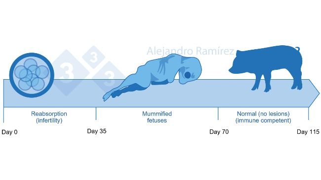Infertility and mummified fetuses due to parvovirus