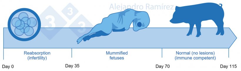 Infertility and mummified fetuses due to parvovirus
