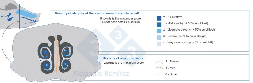 European Pharmacopoeia method of assessing the turbinate lesions