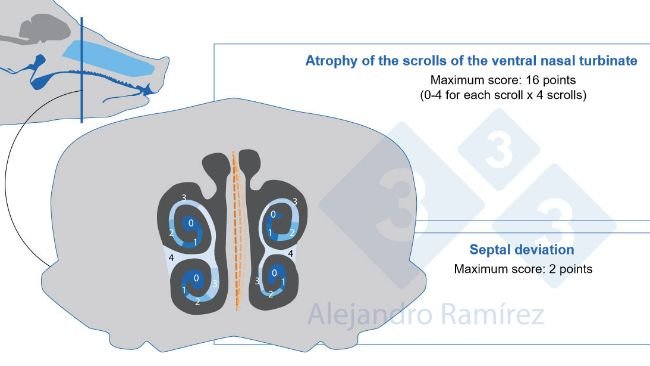 European Pharmacopoeia method of assessing the turbinate lesions
