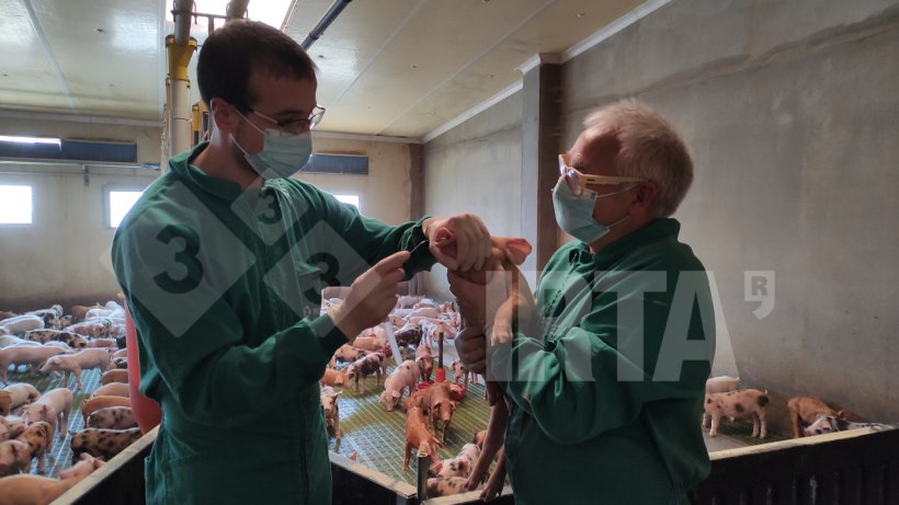 Photo 1. Nasal sampling to study the presence of Streptoccocus suis in a nursery unit.
