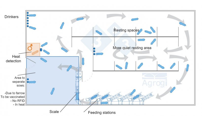 Dynamic group gestation with weight monitoring.
