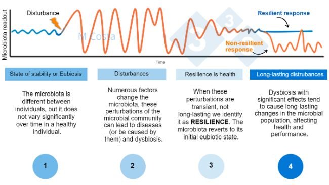 Figure 1 – Hypothetical diagram depicting the microbiota response to an insult. 1) Healthy individuals have a normal degree of microbiota variation, which does not lead to disease (this is termed eubiosis, 2) A perturbation (e.g. heat stress) may lead to microbiota instability, causing disease. 3) Resilient microbiota will return to a state similar to that pre-perturbation, where there is no disease. 4) Microbiotas that are not resilient will not “bounce back”, thus suffering dysbiosis and a prolonged state of disease.