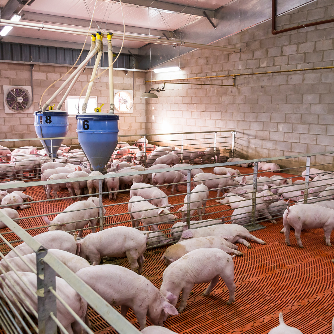 Precision feeding for high-performance pigs (1/2) - Articles - pig333, pig  to pork community