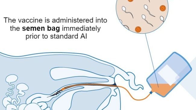 Figure 1. Proposed mechanism of intrauterine vaccine: The intrauterine vaccine is delivered to the uterus during standard or post-cervical artificial insemination to generate an antibody-mediated and cellular immune response in gilts/sows. Colostral antibodies are produced, and they get delivered to suckling newborn piglets.