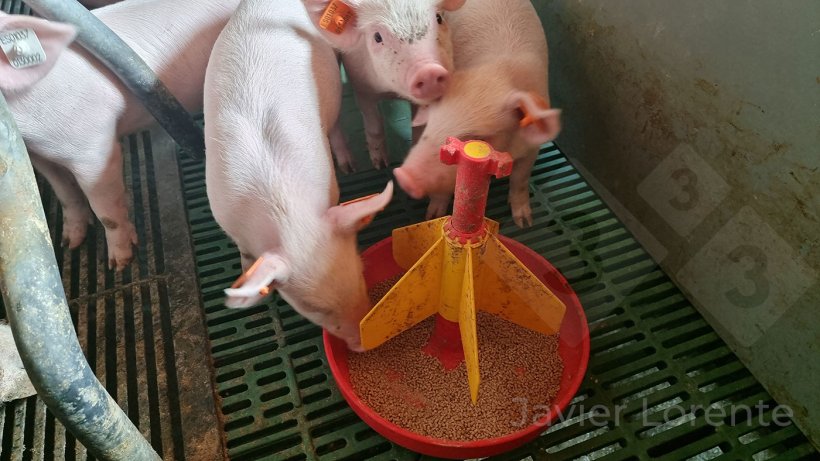 Photo 7.&nbsp;Creep feed from day 16 on: crumble feed, highly digestible and palatable but with less sugar and less lactose than the previous feed.
