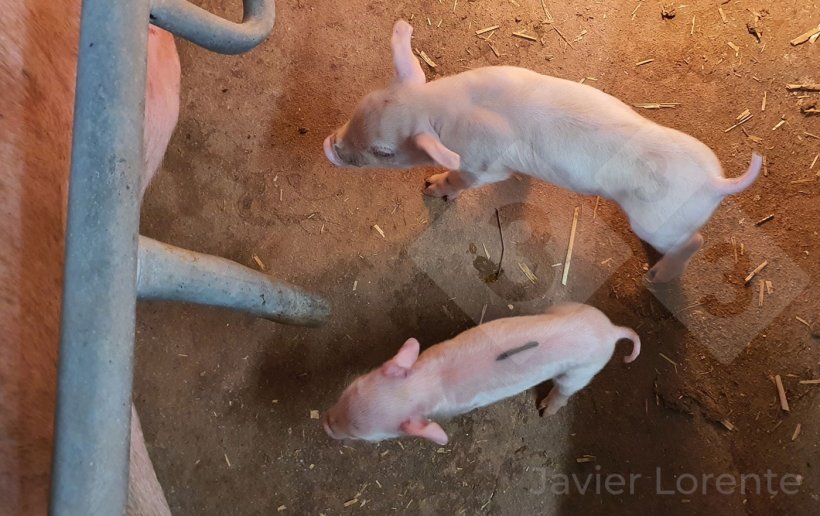 Photo 4. Piglets from the same litter with a large difference in birth weight-&nbsp;an important determinant of their viability.
