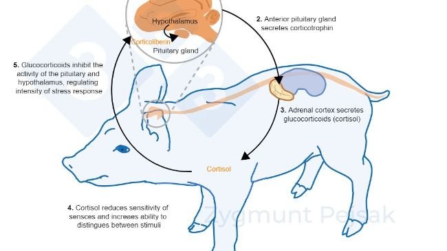 Figure 2. Minutes or hours after stress occurs, the hypothalamic–pituitary–adrenal (HPA) axis is activated. Pituitary gland secretes corticotrophin, which, reaching the adrenal cortex, causes the secretion of glucocorticoids, including cortisol. Glucocorticoids inhibit the activity of the pituitary and hypothalamus, thanks to which they regulate the intensity of the stress response. Cortisol has been widely used as a marker of stress in swine, also as a noninvasive test from saliva.