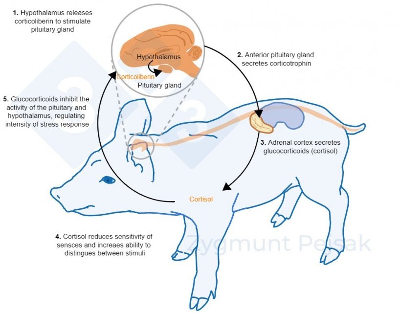 Figure 2. Minutes or hours after stress occurs, the hypothalamic&ndash;pituitary&ndash;adrenal (HPA) axis is activated. Pituitary gland secretes corticotrophin, which, reaching the adrenal cortex, causes the secretion of glucocorticoids, including cortisol. Glucocorticoids inhibit the activity of the pituitary and hypothalamus, thanks to which they regulate the intensity of the stress response. Cortisol has been widely used as a marker of stress in swine, also as a noninvasive test from saliva.
