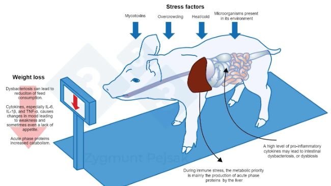 Figure 3. An additional cost of a long-term alert is the deterioration of appetite and, consequently, a prolonged fattening period. Since the pressure from environmental stressors affects individual animals differently, there will be a differentiation in the weight of weaners or fattening pigs of the same age. Weight differentiation among animals of the same age may have serious economic consequences. Also, especially in young animals, a diet that does not contain nutrients essential for strengthening the anti-infectious resistance may make the animals more vulnerable to infection.