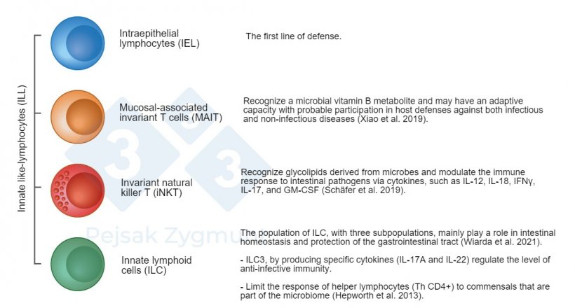 Figure 2. Among GALT we can distinguish a few pivotal populations:&nbsp;Innate like-lymphocytes (ILL) are located in the small intestine and, to a lesser degree, in the large intestine, play an important role as producers of cytokines, cytotoxic molecules, and antimicrobial peptides (Hepworth et al., 2013; Sch&auml;fer et al., 2019; Wiarda et al., 2020; Wiarda et al., 2021; Xiao et al., 2019).
