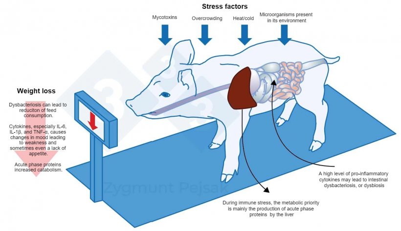 Figure 3.&nbsp; An additional cost of a long-term alert is the deterioration of appetite and, consequently, a prolonged fattening period. Since the pressure from environmental stressors affects individual animals differently, there will be a differentiation in the weight of weaners or fattening pigs of the same age. Weight differentiation among animals of the same age may have serious economic consequences. Also, especially in young animals, a diet that does not contain nutrients essential for strengthening the anti-infectious resistance may make the animals more vulnerable to infection.
