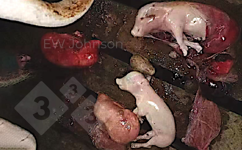 Figure 5.&nbsp;Aborted fetuses.
