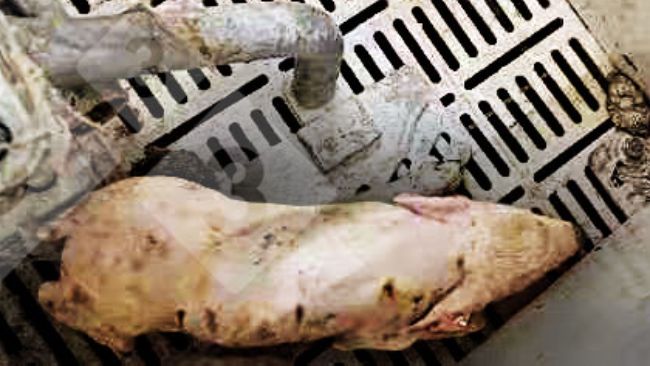 Figure 1.&nbsp;Piglet with fever >40&deg; C, incoordination, trembling, depression and diarrhea.
