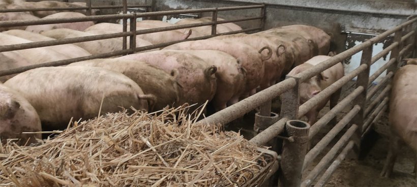 Photo 6. Straw dispenser in finishing barn.
