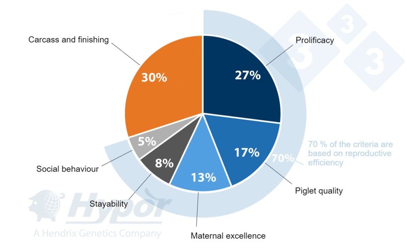 Selection criteria for Hypor Landrace and Hypor Large White lines
