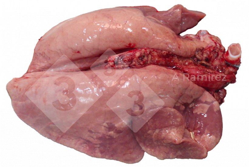 Figure 1. Cranioventral lung consolidation often found in uncomplicated influenza A infections. These lesions are similar to those caused by Mycoplasma hyopneumoniae.
