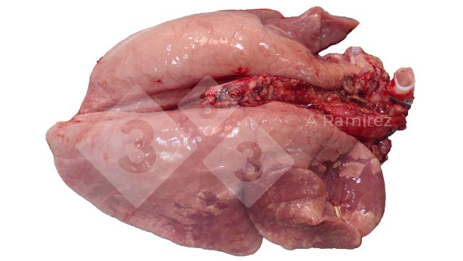 Figure 1. Cranioventral lung consolidation often found in uncomplicated influenza A infections. These lesions are similar to those caused by Mycoplasma hyopneumoniae.
