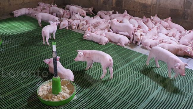 Photo&nbsp;3. Above: Piglets resting properly. Below: Insufficient heat lamp.
