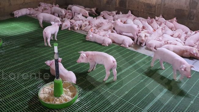 Photo 3. Above: Piglets resting properly. Below: Insufficient heat lamp.