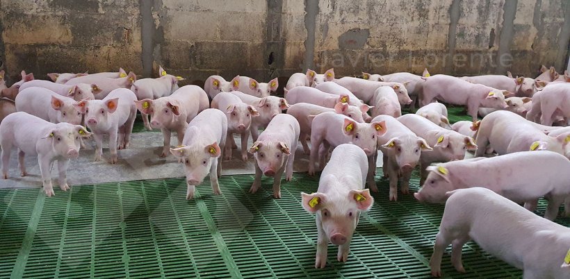 Photo 1. Piglets in the nursery.
