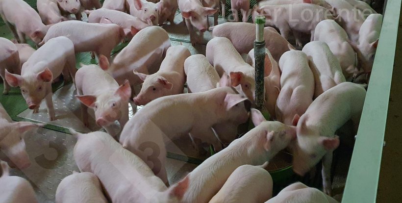 Photo 6. The hopper is poorly positioned, too close to the separation between pens, leaving one of its access points practically unusable.