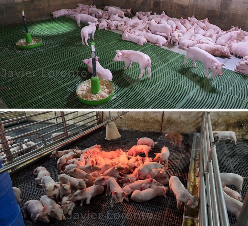 Photo&nbsp;3. Above: Piglets resting properly. Below: Insufficient heat lamp.
