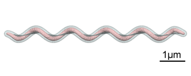 Figure 2. Graphic demonstrating the spirochetal shape of Brachyspira spp. Source: Y_tambe. https://creativecommons.org/licenses/by-sa/3.0/deed.en
