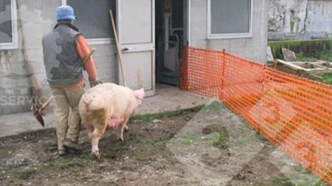 A single worker can easily move the sows, as he/she only has to watch one side of the path.
